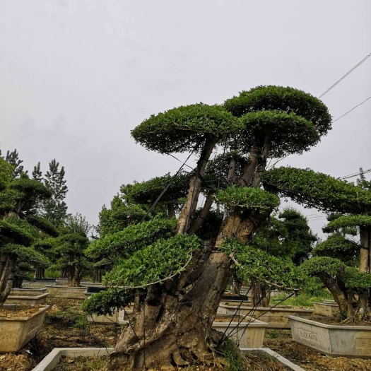京山市 对节白蜡造型树