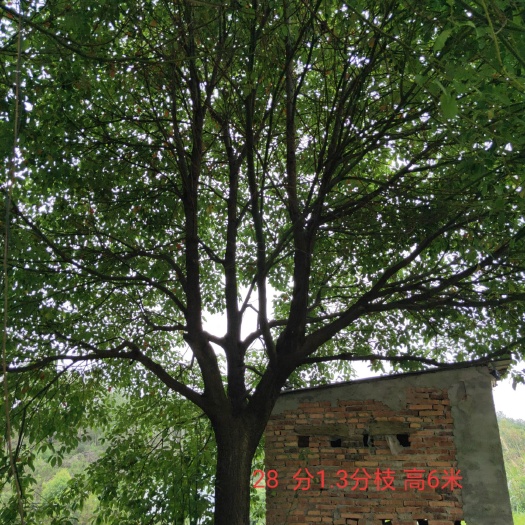 惠东县全冠香樟