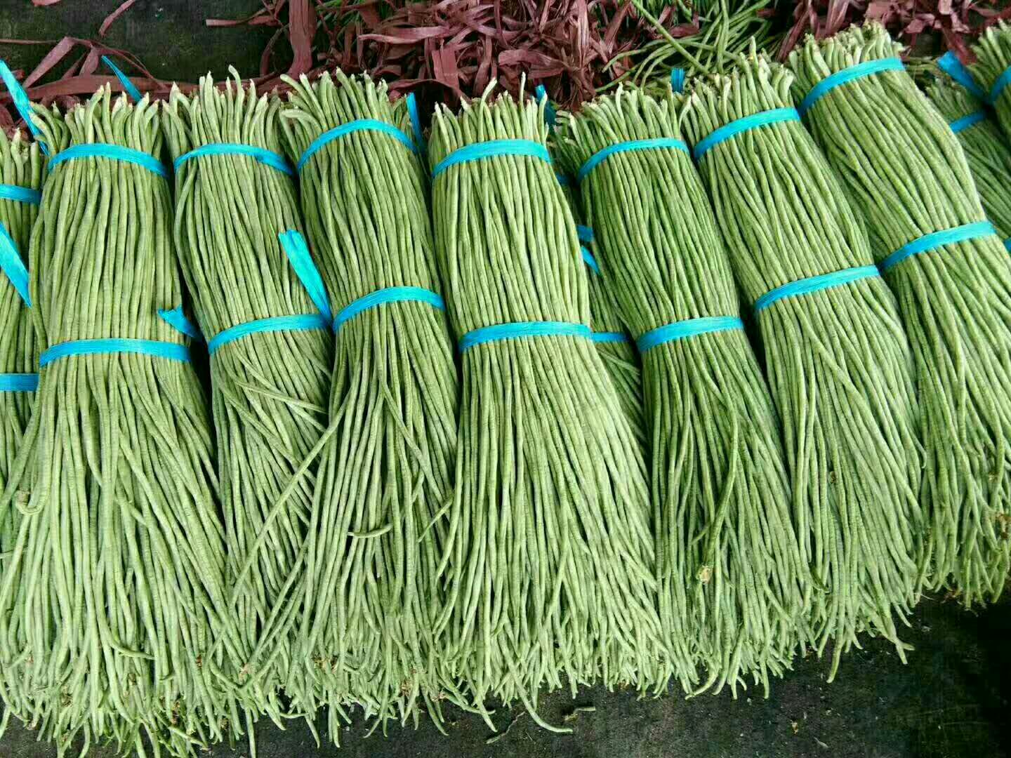 南乐县长豇豆  长豆角，己大量上市，质量好，价格优