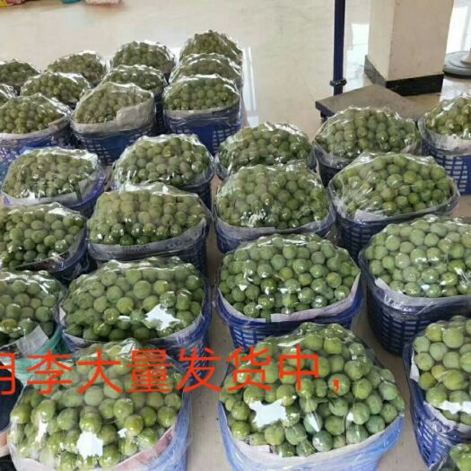 镇宁县 贵州镇宁六马四月李大量上市，欢迎实地采购