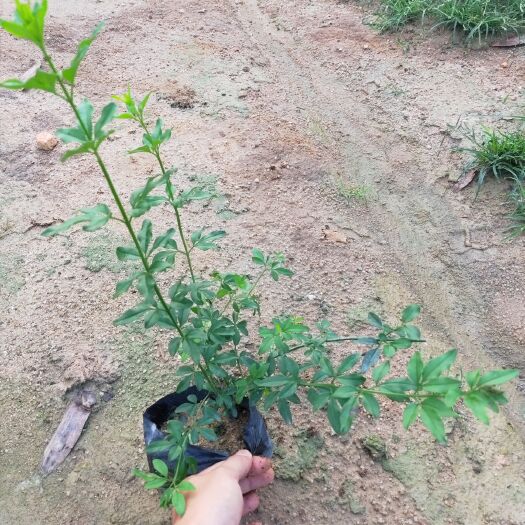 漳州迎春花高30到40厘米 福建漳州苗木基地