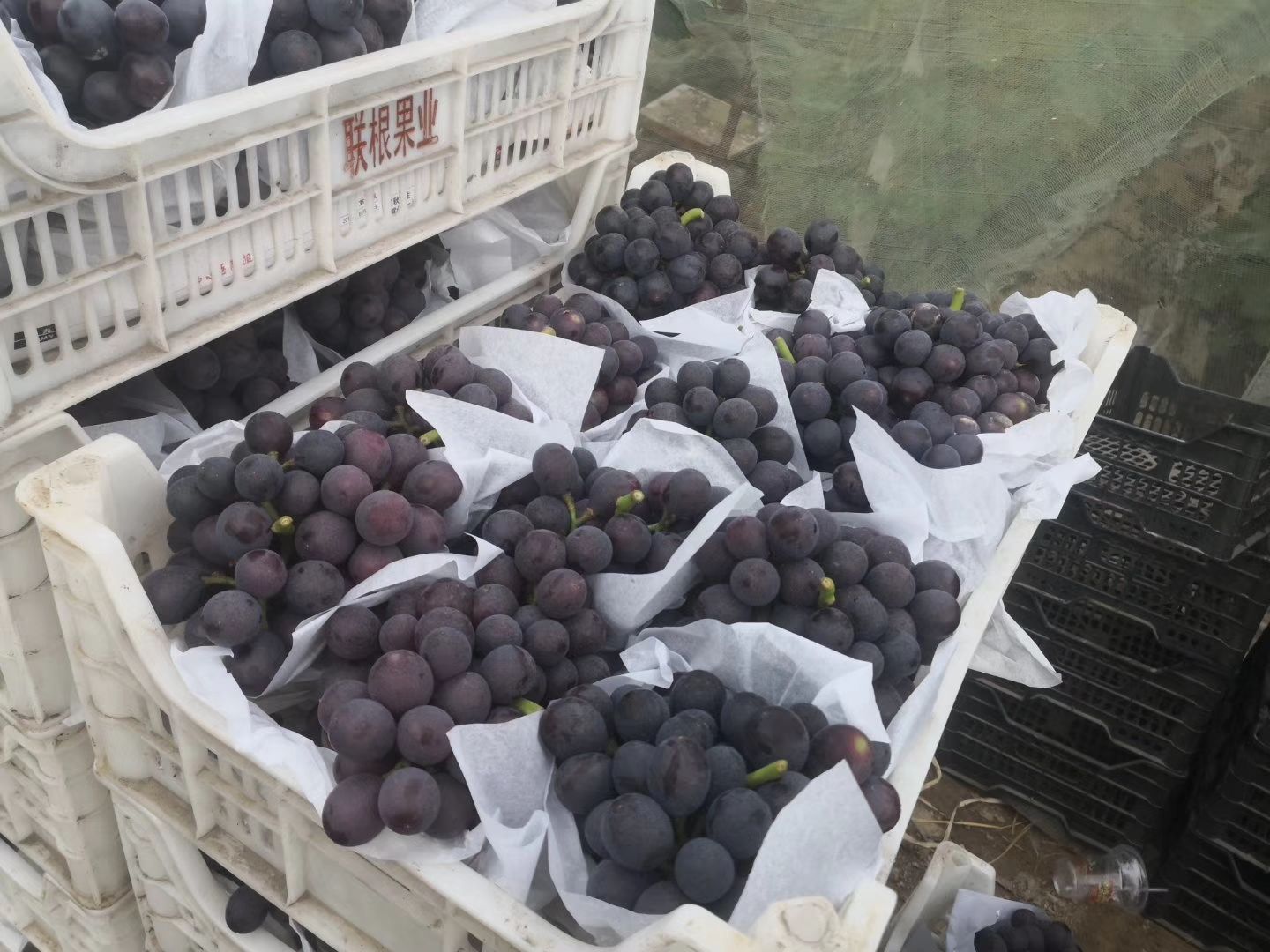  甜葡萄大量上市