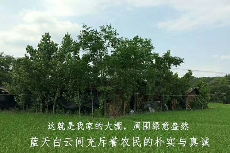 广昌县 14年茶树菇种植， 品质纯正  广昌茶树菇批发零售
