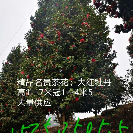 大量供应四川茶花，大红牡丹茶花