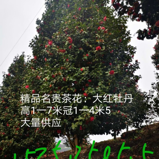 高县大量供应四川茶花，大红牡丹茶花