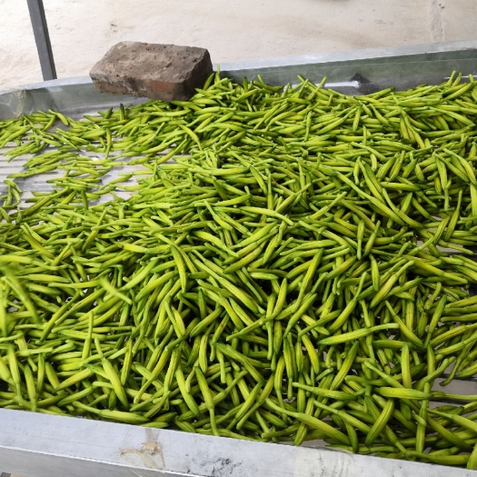 商丘五月花 手工精捡，精品鲜菜，无花无大苞，精品小菜冲里花
