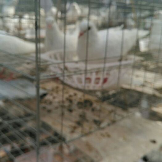 盐津县肉鸽蛋 食用 箱装