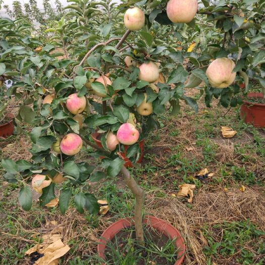 利辛县果树盆景 盆栽苹果，好吃又好看，欢迎订购洽谈