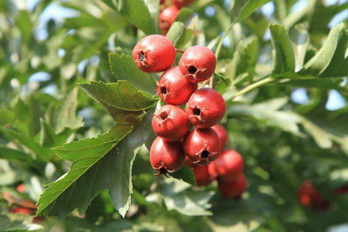 普通山楂苗 大量供应0.6以上优质山楂苗，规格齐全，品种多样，成活率高