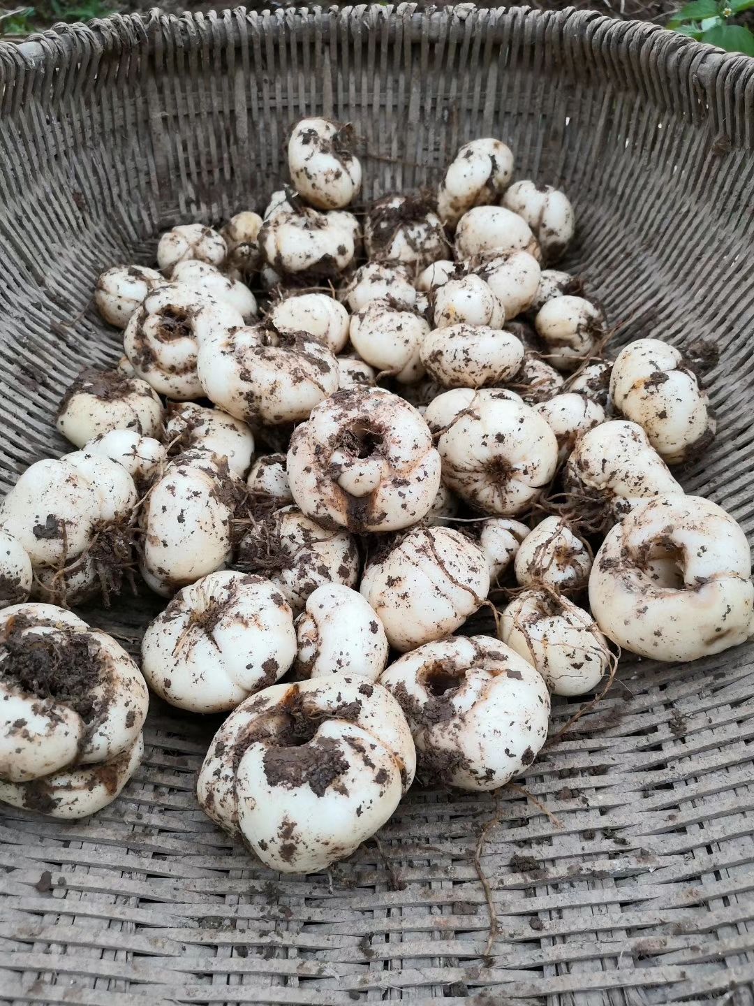 平贝母 大量现货