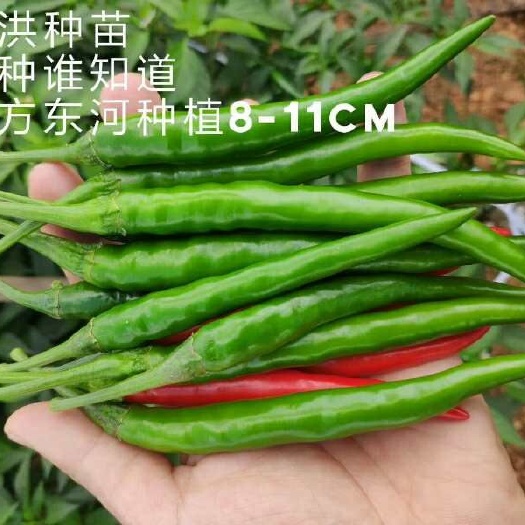 海口朝天椒种子 产品优