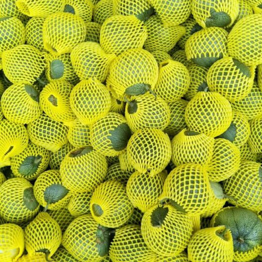 新乐市 新乐甜瓜大量上市，价格下滑，多年老代办，需要联系！