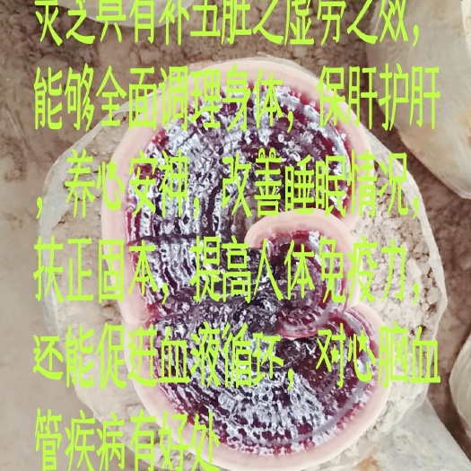 龙门县 自产自销紫灵芝