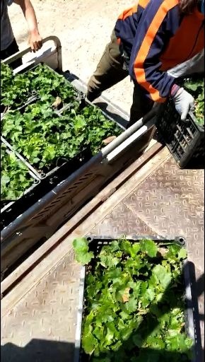 卢龙县巨峰葡萄苗  营养袋