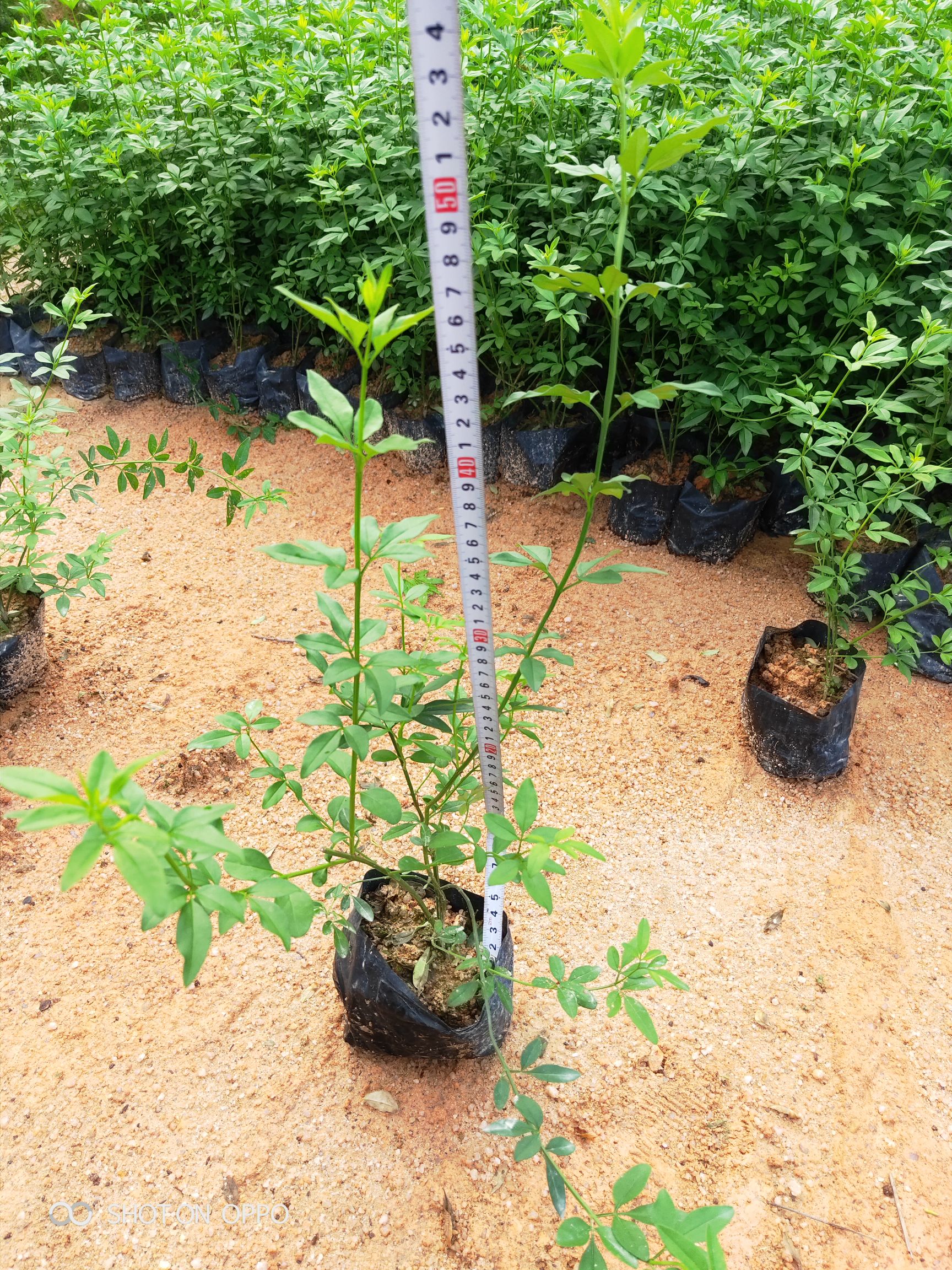 迎春花高30到40厘米 福建漳州苗木基地