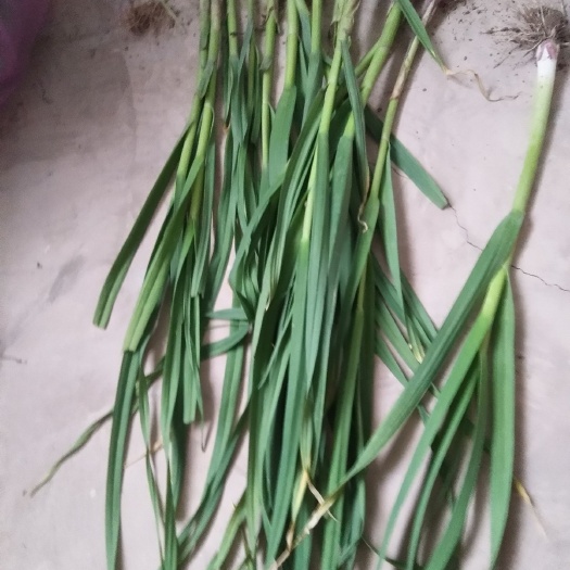 永登县红根蒜苗 50 - 60cm