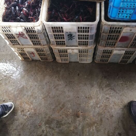 潜江市小龙虾精品深水虾规格硬质量好