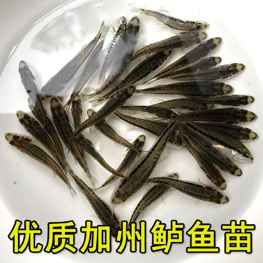 汨罗市 加州鲈鱼苗