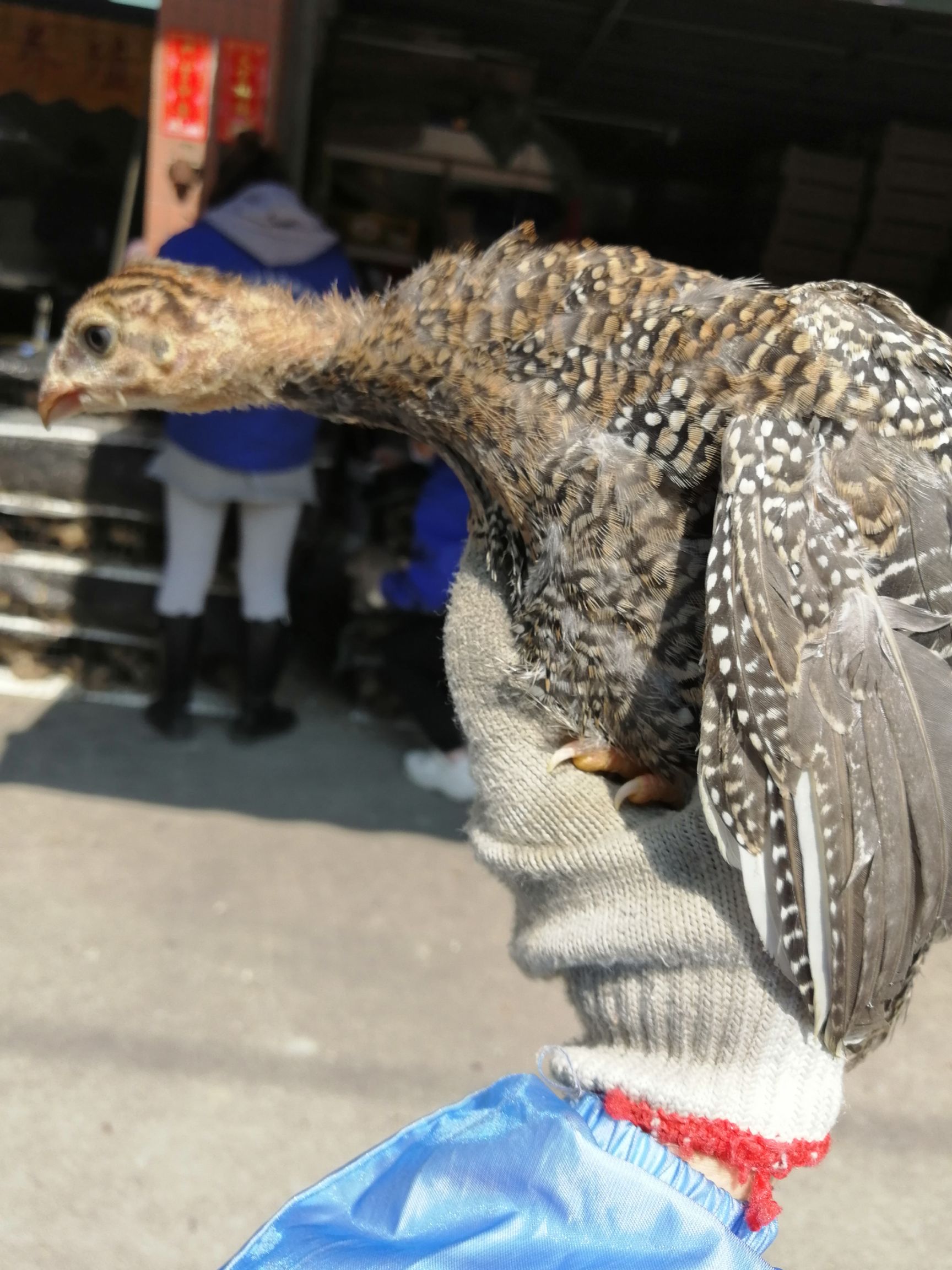 珍珠鸡苗 广东脱温珍珠鸡1斤-1.2斤 回家直接饲养  疫苗接种齐全