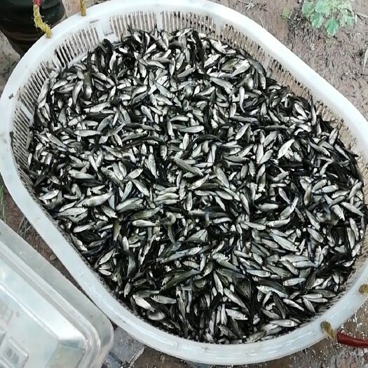  草鱼苗夏花、花白鲢鱼苗夏花各种规格待售