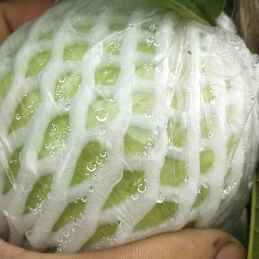 广州白心番石榴 200-250克