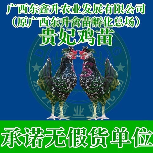 南宁 贵妃鸡苗