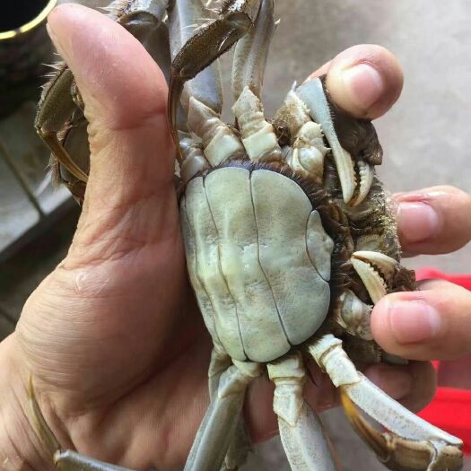 连云港 大闸蟹