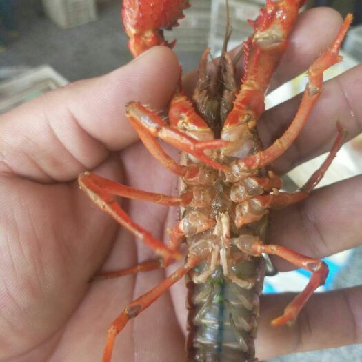 连云港青壳小龙虾 龙虾
