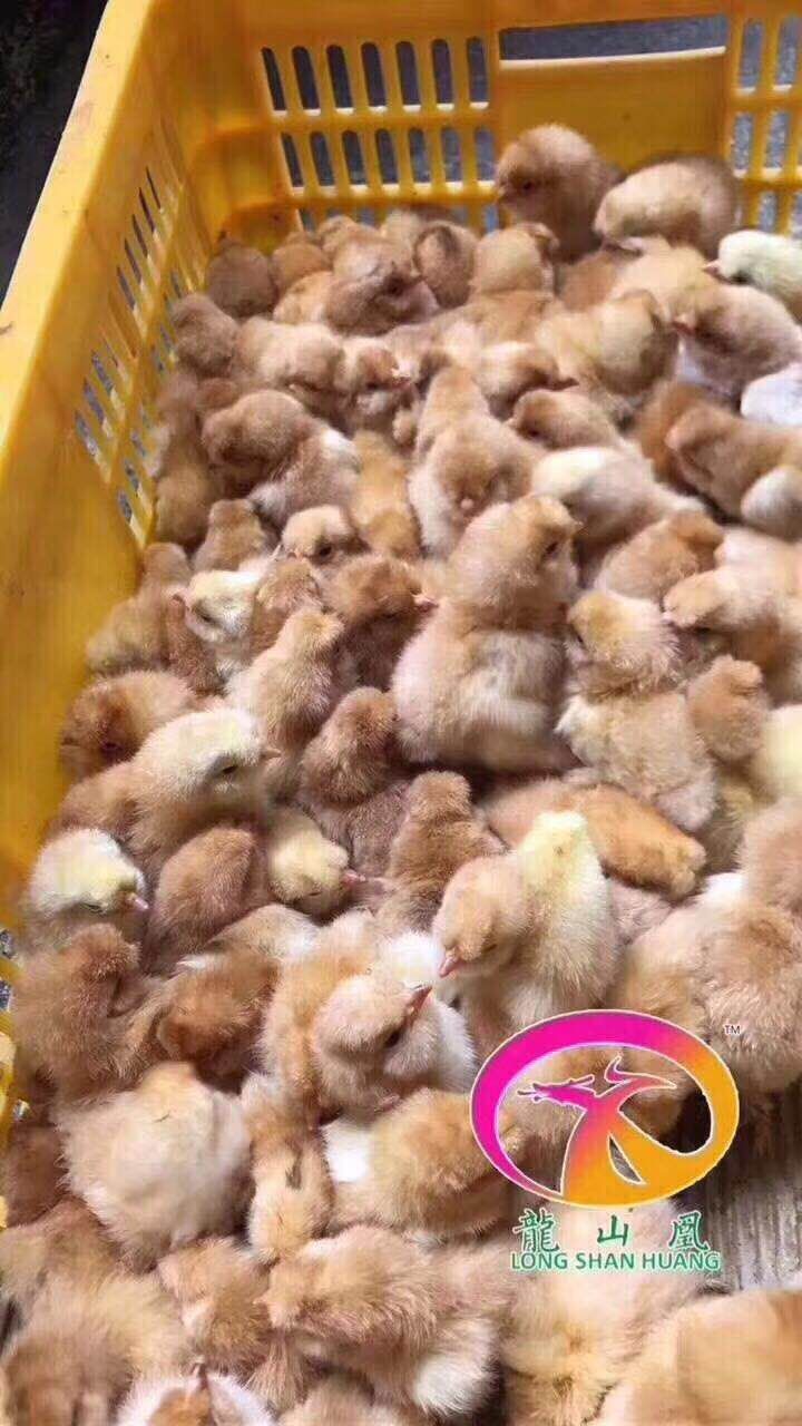 广州北京油鸡苗 北京地方种鸡，蛋肉兼备产品，100只送2只，马立克疫苗