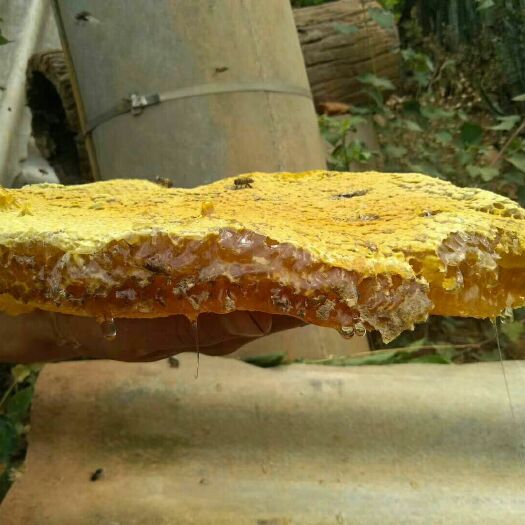 景洪市 产自云南西双版纳原始森林里的百花蜜，都是到原始森林里寻找来的
