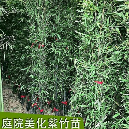 沭阳县 批发竹子苗庭院四季常青大型地栽青竹室