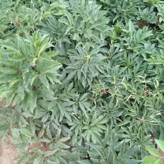 青州市 芍药