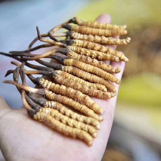 西宁 青海玉树新鲜冬虫夏草