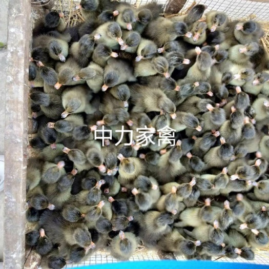 仪陇县杂交鸭苗 厂家直批 一手货源