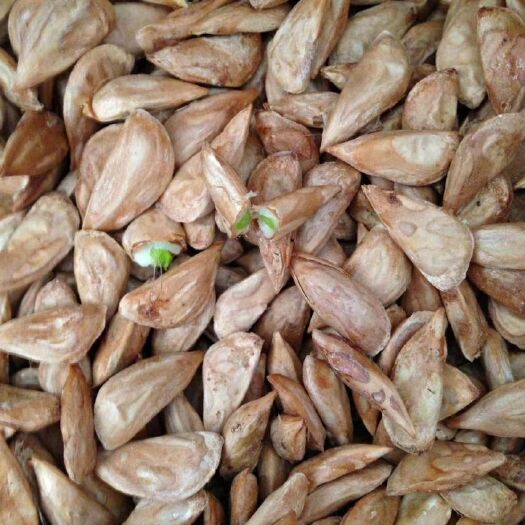 沭阳县当年新采印度雪松种子 优质雪松种子 国产雪松种子质量保