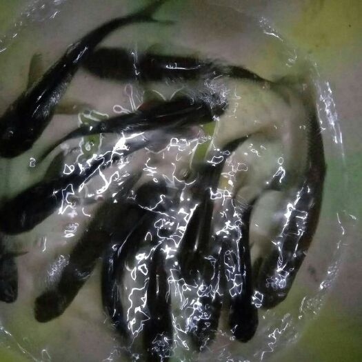 重庆市鲤鱼苗