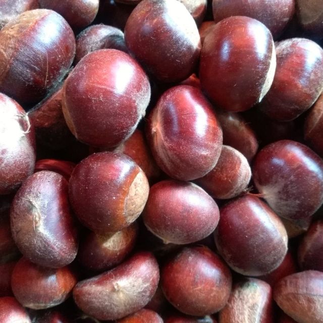 罗田板栗:大籽板栗。不用打广告的板栗，是国家地理标志保护产品