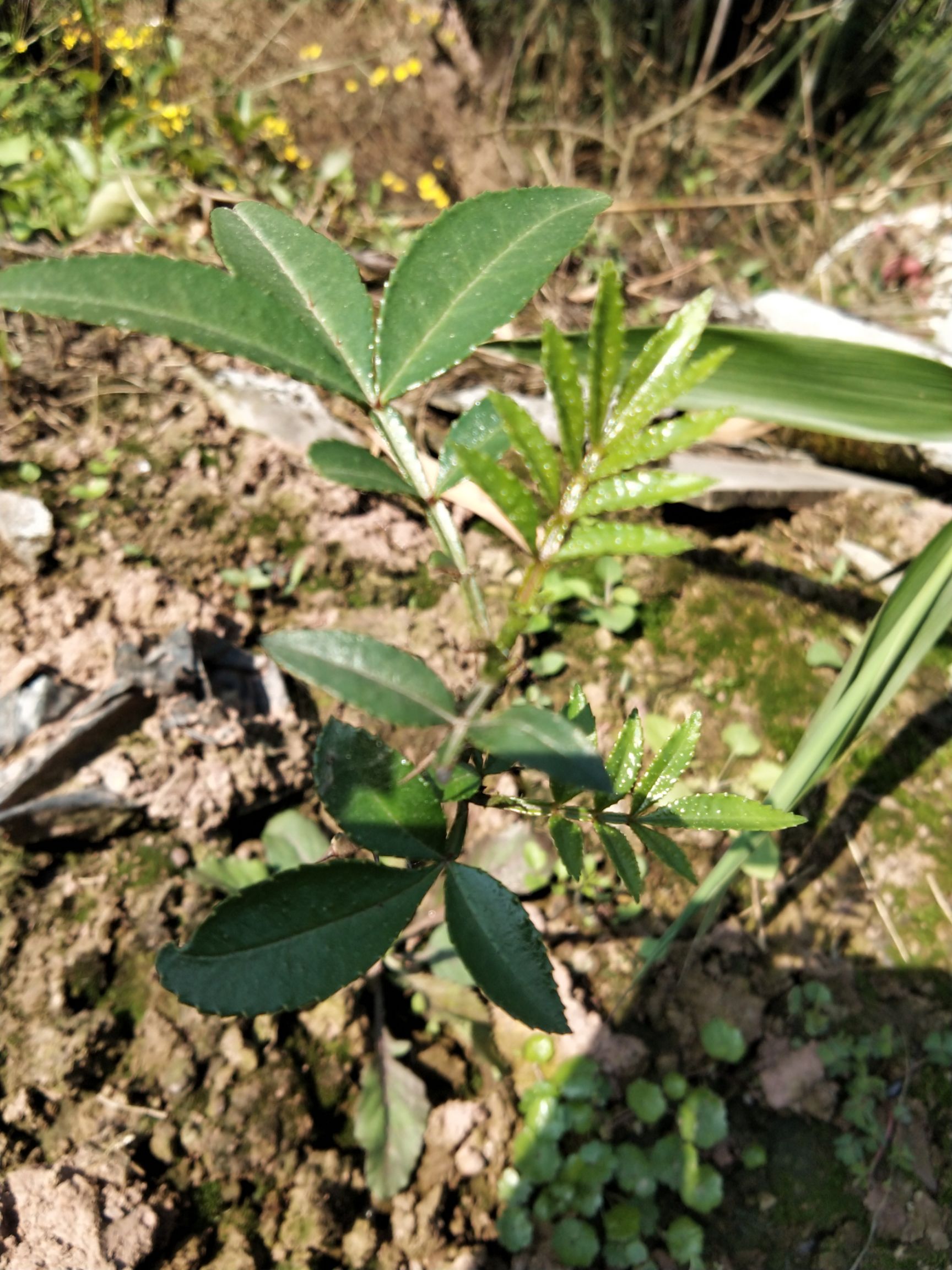 九葉青花椒