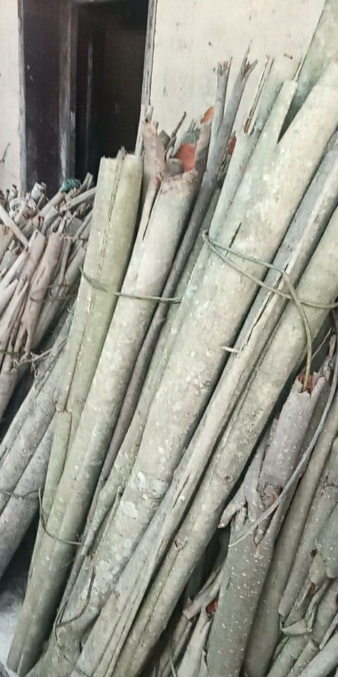 紫阳县厚朴
