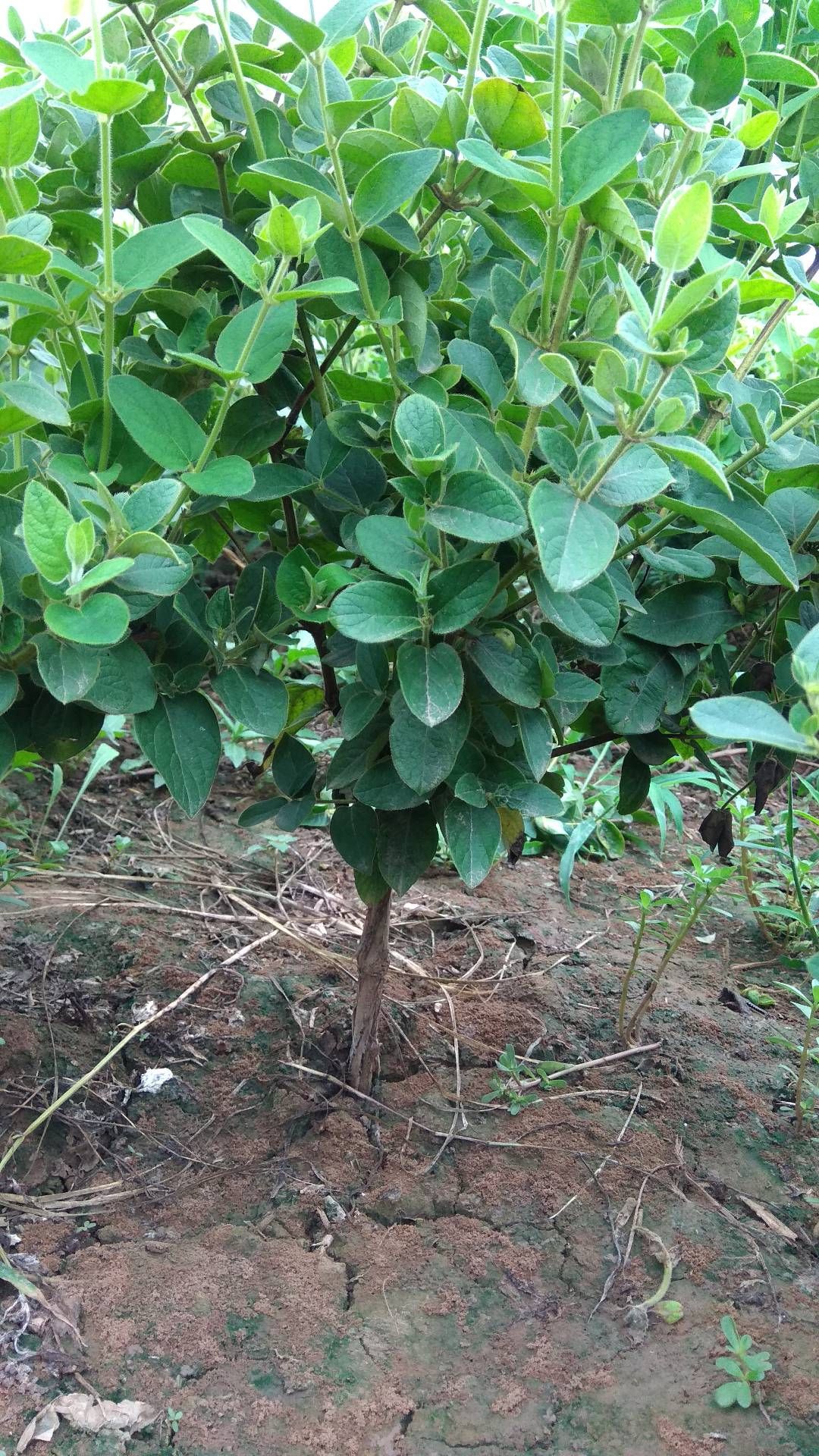 四季金银花苗批发 树型巨花一号金银花苗木 新品种产量高