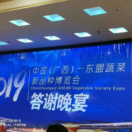 海口丝瓜种子