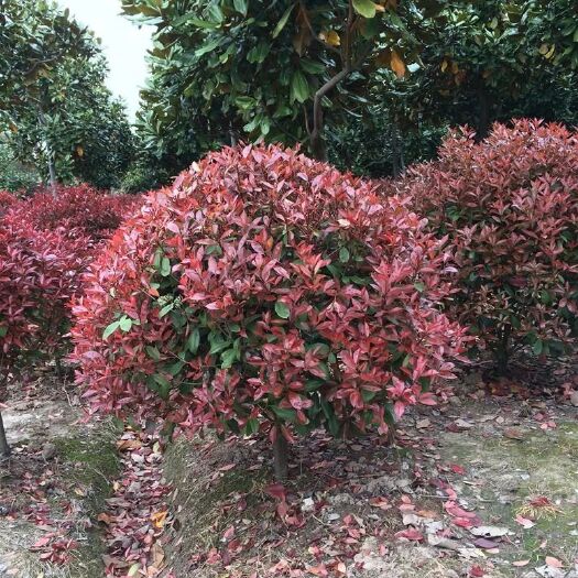 重庆市普通红叶石楠 本厂的苗木草花都是自家种的，自产自销