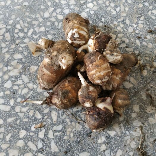 建瓯市白芋  福建白牙芋质量保证。
