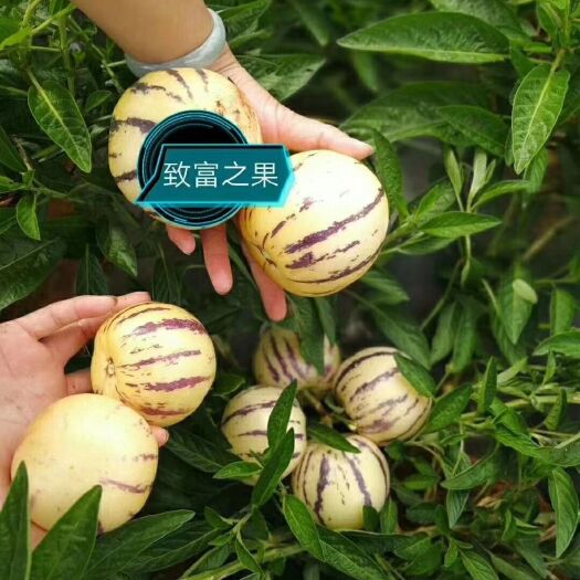 石林县 石林人参果