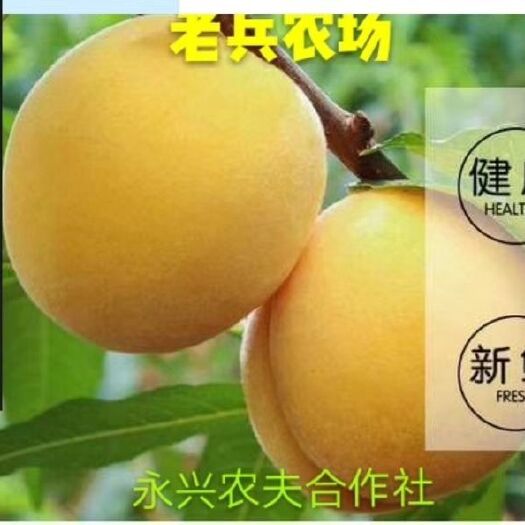 永兴县黄金黄桃 45mm以上 3 - 4两