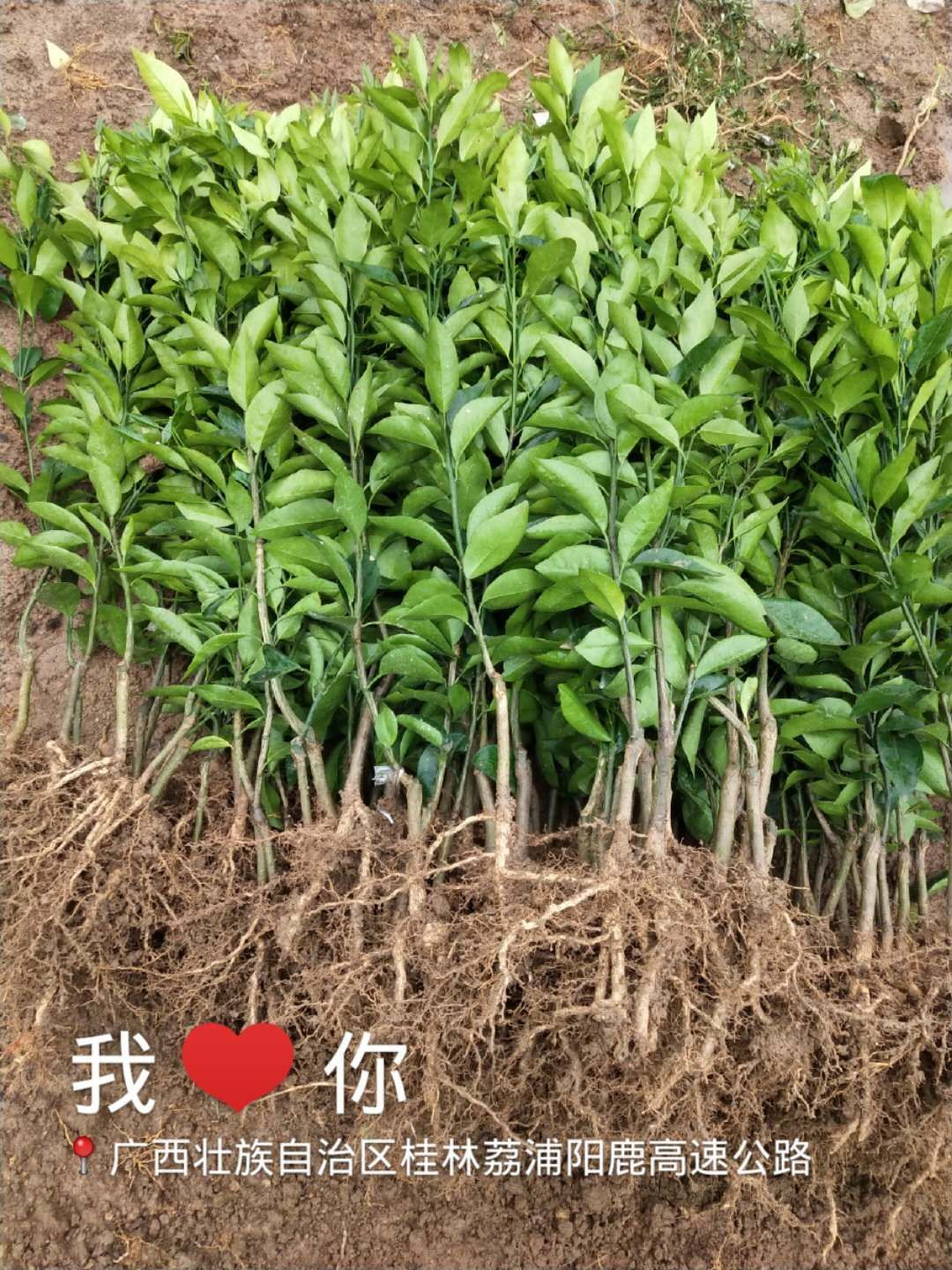 小葉香橙奶苗 沃柑苗