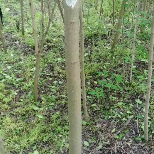 德阳杜仲