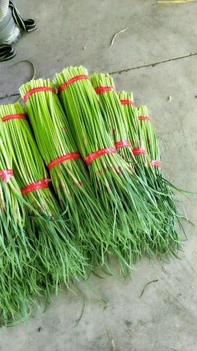 邳州市 红帽蒜薹