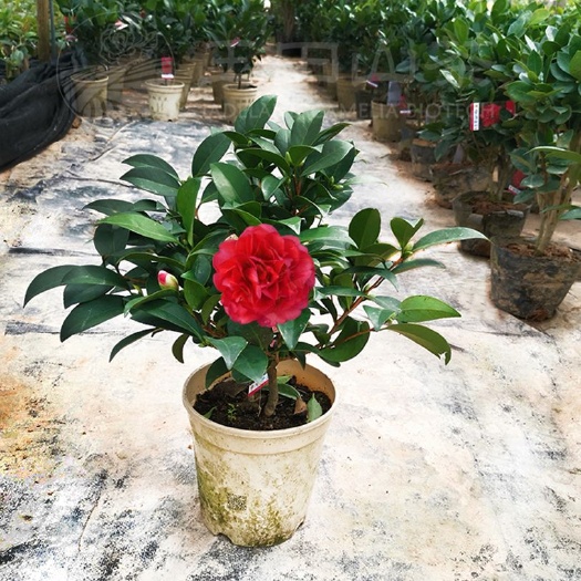 漳平市 重瓣四季茶花，夏日系列，常年开花，棕榈新品。