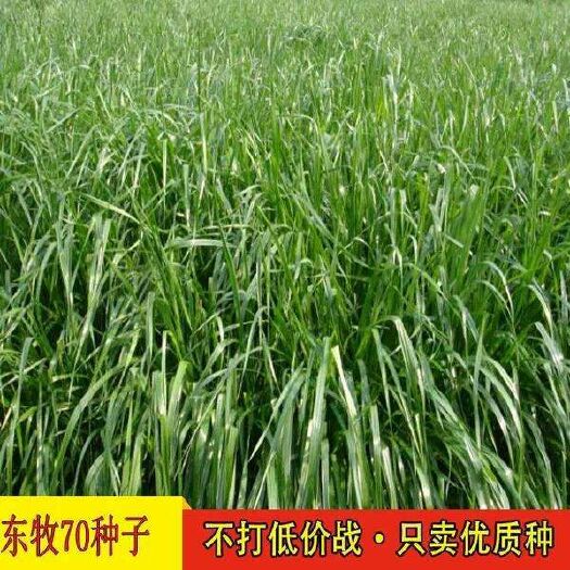 通渭县冬牧草种子 冬牧70黑麦草冬季牧草